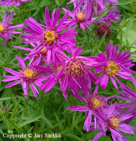 Aster Dumosus-Ryhm 'Saarenmaa', reunusasteri